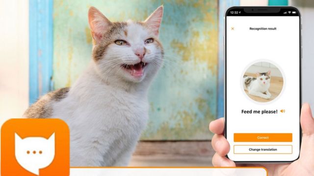 MeowTalk: O app que promete traduzir o miado do seu gato